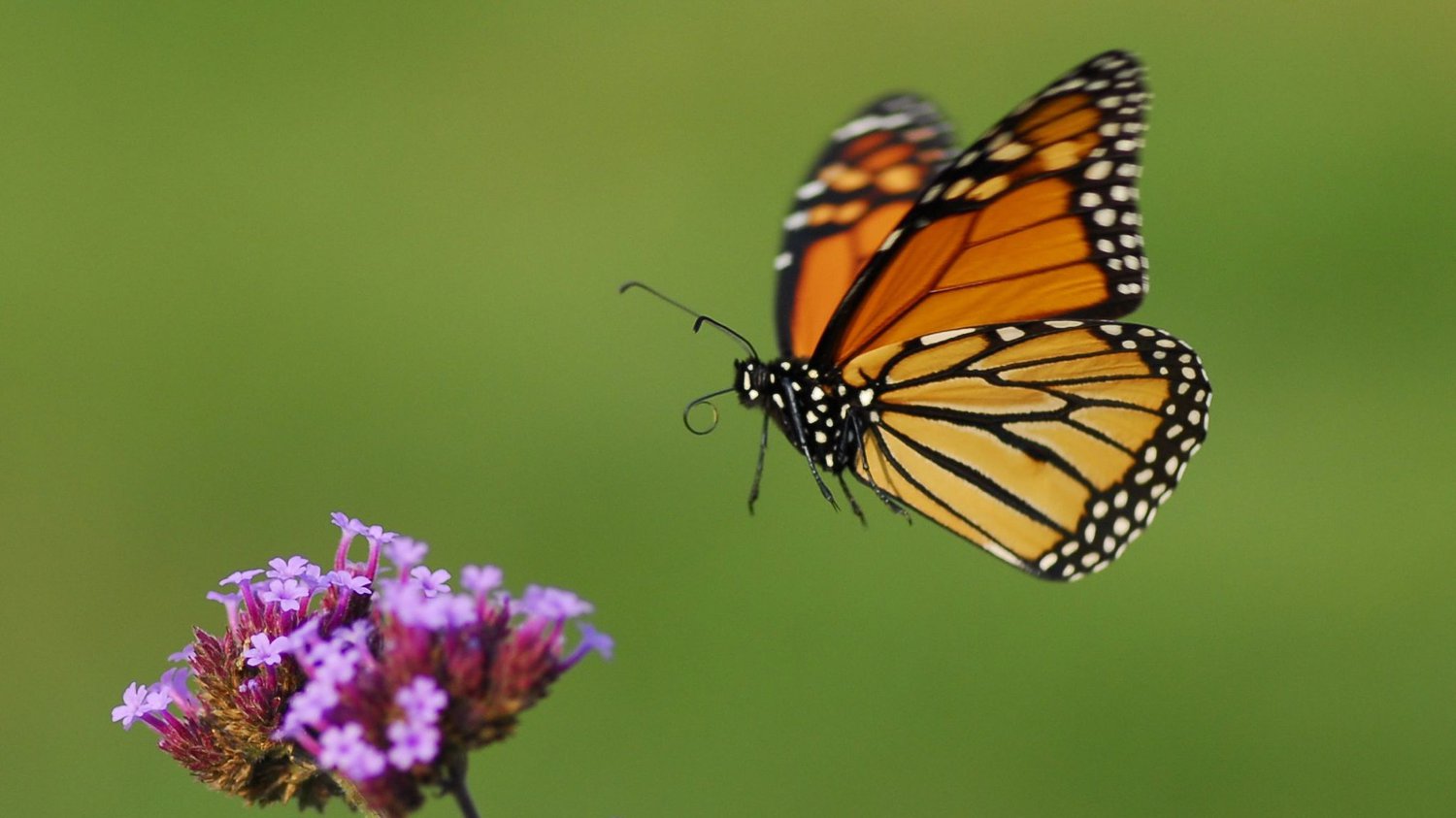 Butterflies 1